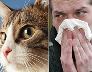 آلرژی به حیوانات خانگی