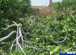 تعرض به  باغ موقوفه با 100 اصله درخت در میبد+تصاویر