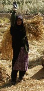 گزارش تصویری:شالی کوبی در روستای ازمیغان طبس(2نظر)