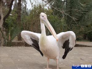 طبیعت شهرستان طبس از دریچه دوربین سعید قلی زاده ثالث(5نظر)