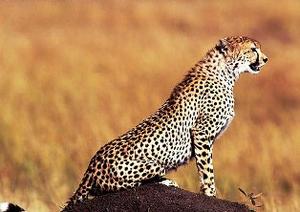 اردکان!!طبس زیستگاه یوزپلنگ آسیایی است/ آقای شهردار، یوز را دریابید (21 نظر)