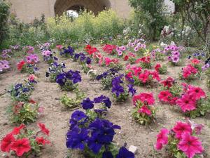 فروردین1393و زیباییهایش در شهرستان طبس+عکس (13 نظر)