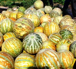 برداشت محصولات جالیزی در طبس 50 درصد کاهش یافت + تصاویر