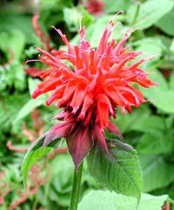 معرفی گل و گیاه:برگاموت: Monarda Cambridge Scarlet