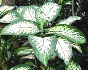 معرفی گل و گیاه:دیفن باخیا: Dieffenbachia amoena