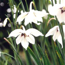 معرفی گل و گیاه >>>>>> گلایل: gladiolus callianthus