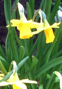 معرفی گل و گیاه >>>>>> نرگس زرد (دافودیل): Narcissus Arctic Gold