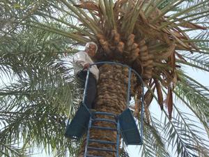 دستان هنرمند طبسی این بار هم پیروز شد"ساخت بالابر رطب (3نظر)