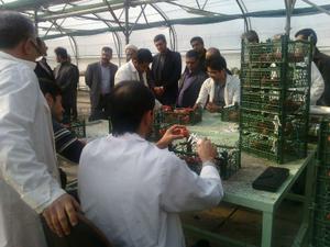  استفاده از انرژی صلح آمیز هسته ای در بخش کشاورزی استان یزد 
