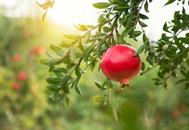 رتبه چهارم تولید انار کشور برای یزد