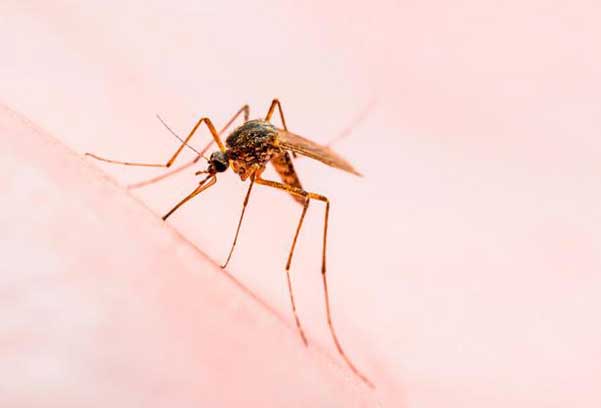 کاهش ۵۰ درصدی ابتلا به سالک در یزد/ارائه دو میلیون خدمت بهداشتی در یک سال