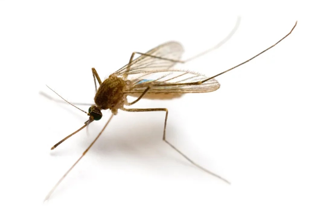 استفاده از نیش پشه برای چاپ سه‌بعدی با دقتی فوق‌العاده