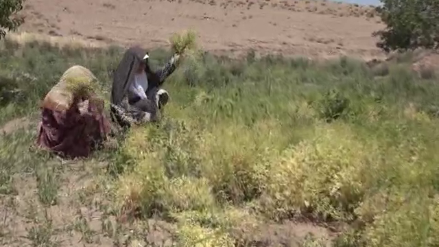 برداشت عدس سیاه از مزارع کشاورزی بخش آسفیچ بهاباد آغازشد