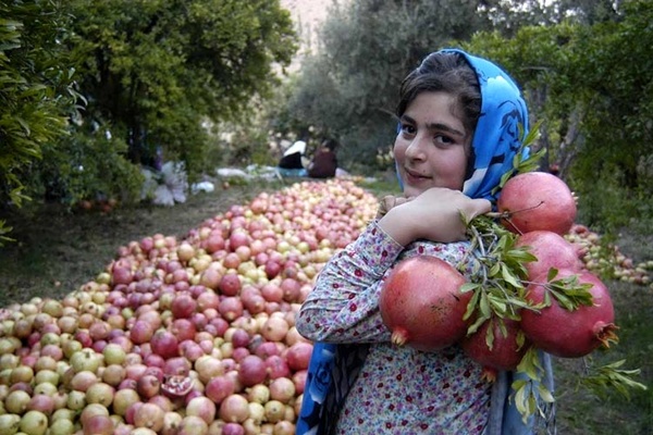 جشنواره انار سریزد باید ملی شود