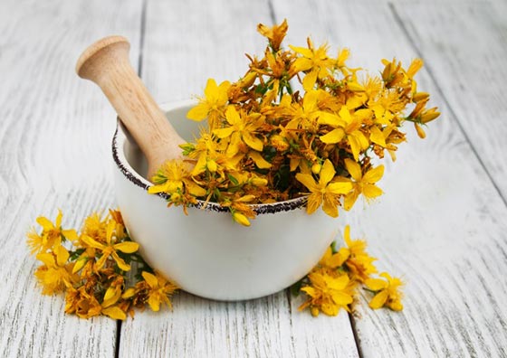 خواص یکی از مهمترین و پرکاربردترین گیاهان دارویی در جهان را بشناسید