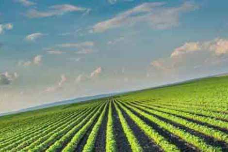 تولید یک میلیون و ۹۰۰ هزار تن محصول کشاورزی در یزد