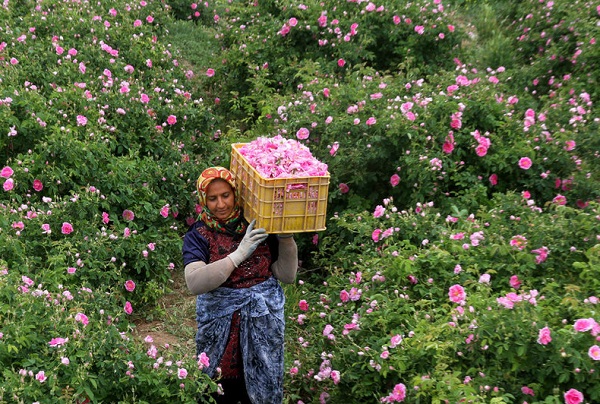 قرار گرفتن گل محمدی در برنامه‌ی توسعه‌ی کشت استان یزد