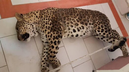 سرنوشت تلخ پلنگ قائم‌شهر؛ عملیات زنده‌گیری خنده‌دار بود