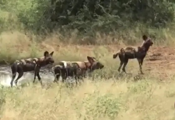 ببینید| نبرد شجاعانه یک «کرگدن سیاه» با یک گله «سگ وحشی»