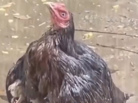 «مادر» در هر نوعی مقدّس است